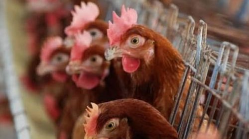 Advierten sobre posibles despidos en el sector avícola