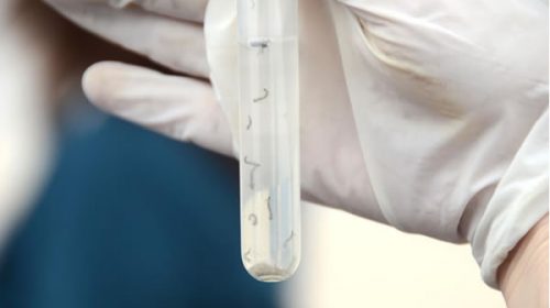 Entre Ríos registró 271 casos de dengue confirmados por laboratorio