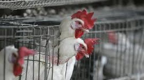 Cayeron producción y consumo de carne aviar