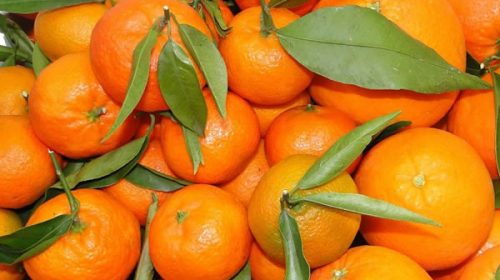 Evalúan regalar naranjas y mandarinas en Plaza de Mayo