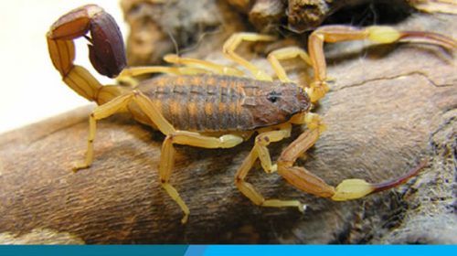 Salud brinda medidas de prevención para evitar picaduras de alacranes
