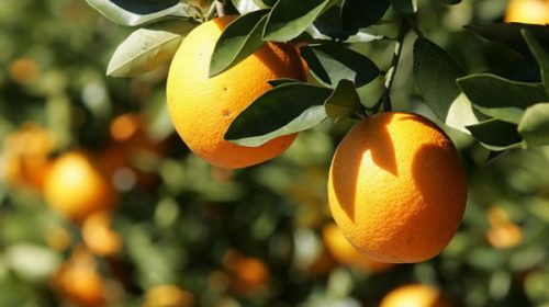 La avalancha de las importaciones impacta en la economía provincial