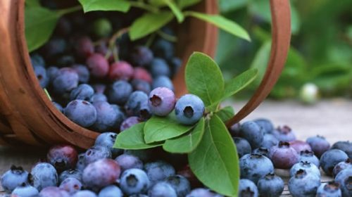 Este martes comienza el Congreso Internacional del Arándano en Concordia