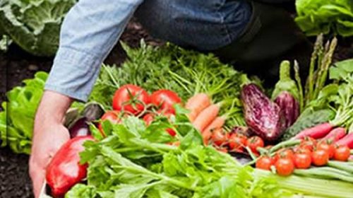 La provincia recomienda a la población elegir alimentos naturales y de producción local La provincia recomienda a la población elegir alimentos naturales y de producción local