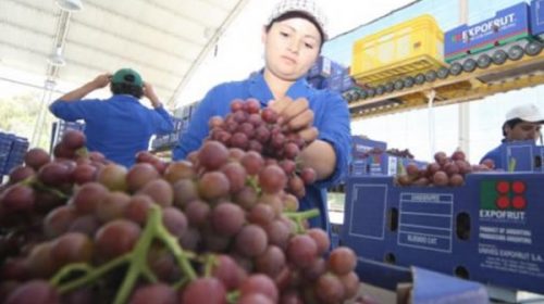 Río Negro: cerraron dos plantas de la mayor empaquetadora de frutas del país Río Negro: cerraron dos plantas de la mayor empaquetadora de frutas del país