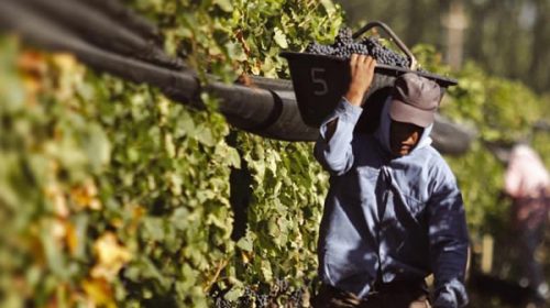 Fuerte caída de la producción de vino argentino Fuerte caída de la producción de vino argentino