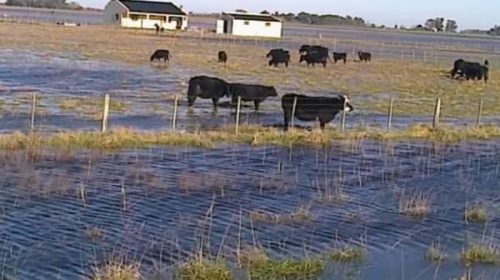 Declaran emergencia agropecuaria en tres provincias
