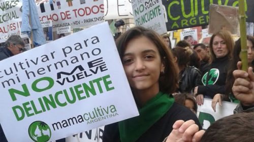 Diputados dio media sanción a la ley de marihuana medicinal