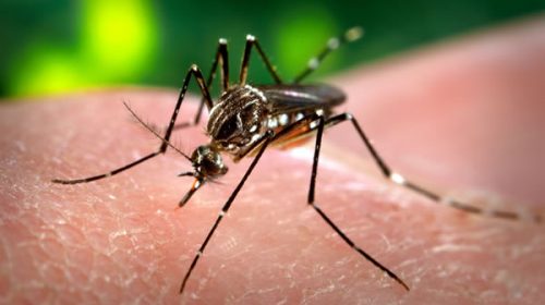 Confirman el primer caso autóctono de dengue de la provincia
