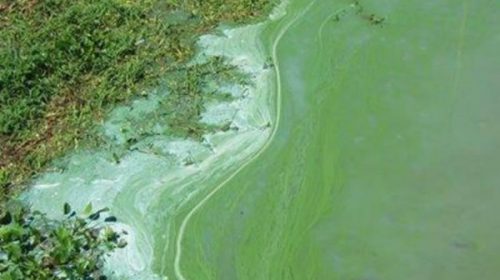 Alertan que aumentó la cantidad de algas en la costa del Uruguay