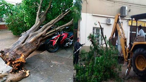 Árboles caídos y vehículos dañados por la tormenta en La Paz