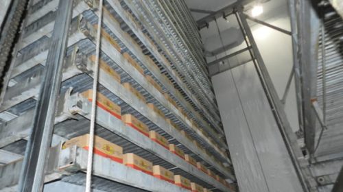 Avícola entrerriana exportará 24 toneladas de corazones de pollo