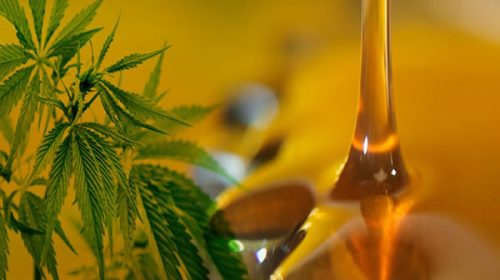 Paraguay analiza la producción local del aceite de marihuana con fines terapéuticos