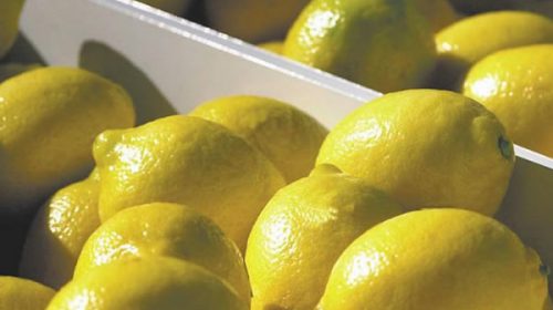 Se perderían U$S 20 millones por suspensión de ingreso de limones a EEUU