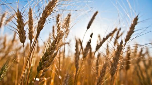 La provincia de Entre Ríos alcanzó un nuevo record en la producción de trigo