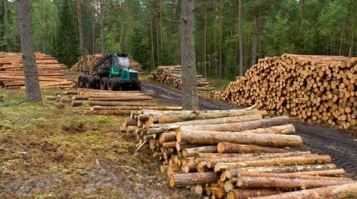 En el Senado introdujeron cambios al proyecto que deroga la ley de la Madera