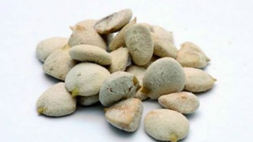Advertencia ante internados en el Masvernat por consumir nueces