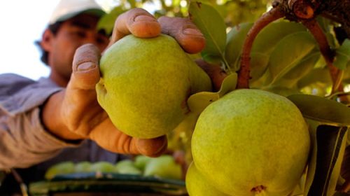 Desechan 310.000 toneladas de peras y productores pierden u$s 240 millones