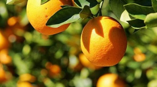 Intendentes del Departamento Federación se reunieron por el convenio con Coca Cola