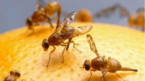 Comenzarán con la fumigación para prevenir la mosca de los frutos