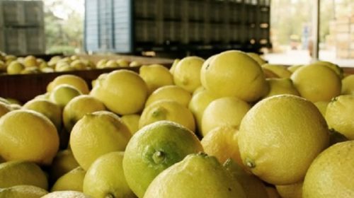 EEUU considerará “seriamente” el reingreso de limones argentinos