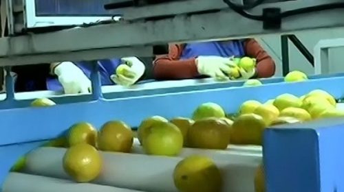 Una empresa de Villa del Rosario exportará citrus a Rusia