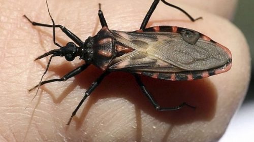 Chagas: importante avance argentino en desarrollo de vacuna