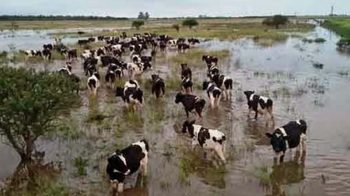 Por las inundaciones, se profundiza la crisis de la industria láctea Por las inundaciones, se profundiza la crisis de la industria láctea