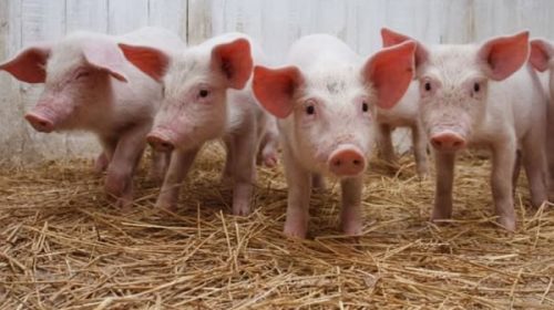 Advierten que el sector porcino entrerriano está en “una situación de quebranto”