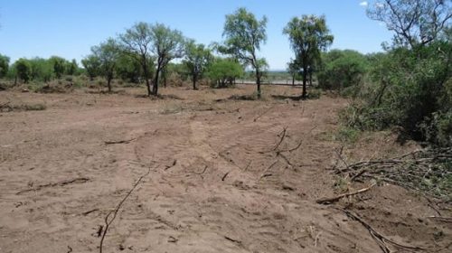 Confirman multa a una empresa que desmontó un bosque nativo