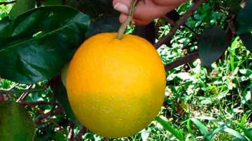 El norte entrerriano intensifica la lucha contra el HLB El norte entrerriano intensifica la lucha contra el HLB