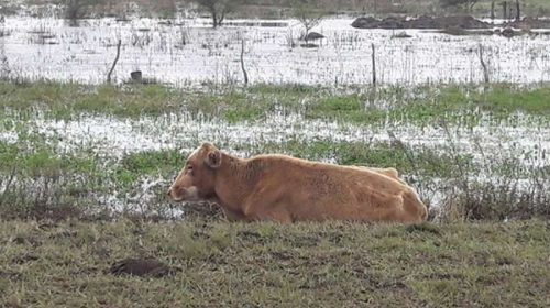 El drama del agua: hay 50 mil animales muertos por las lluvias en Corrientes