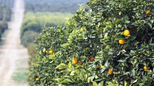 Pese a la apertura de mercados, la producción de cítricos caerá 10%