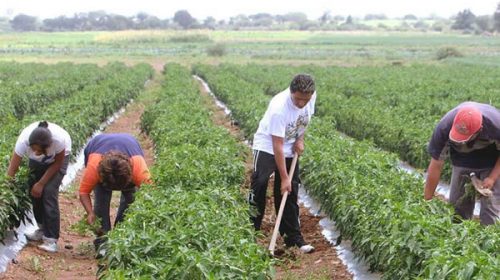 Cayó 2,3% la producción de alimentos