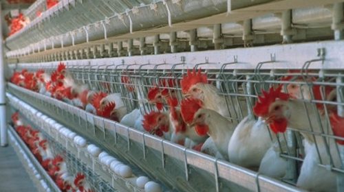 El sector avícola entrerriano le pide más diálogo al gobierno nacional