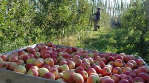 Una empresa en crisis ofrece a sus trabajadores pagarles con manzanas y tractores