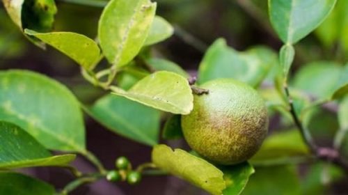 Detectan peligrosa e “incurable” enfermedad en cítricos de Formosa y Chaco