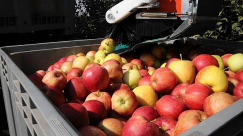 Crecen fuerte las importaciones de manzanas