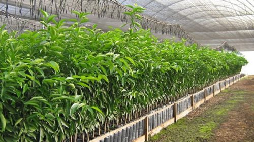 La Justicia ratificó la constitucionalidad de producir plantas cítricas bajo cubierta