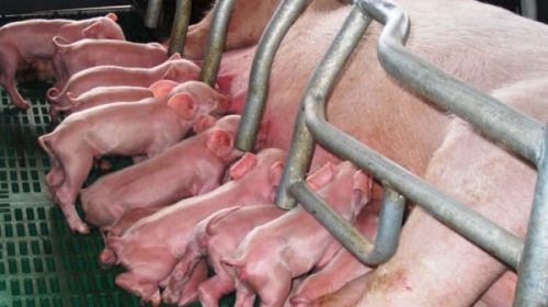 Brindan medidas de prevención ante una enfermedad en porcinos detectada en Uruguay