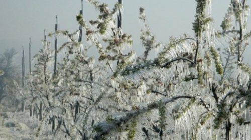 En Paraguay calculan que las heladas provocaron pérdidas en el 90 % de los cultivos