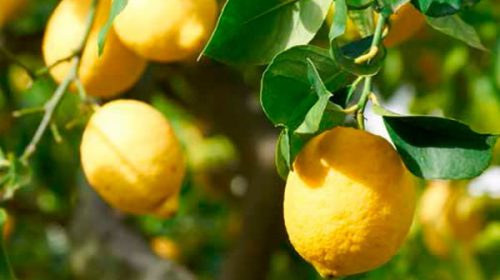 México abrió su mercado a los limones argentinos