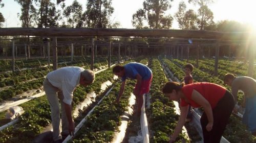Campo para pocos: el Gobierno dejó sin ayuda a miles de pequeños productores rurales