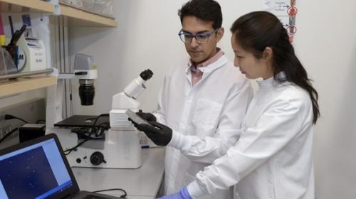 Avance contra el cáncer: identifican genes clave para la eficacia de la inmunoterapia
