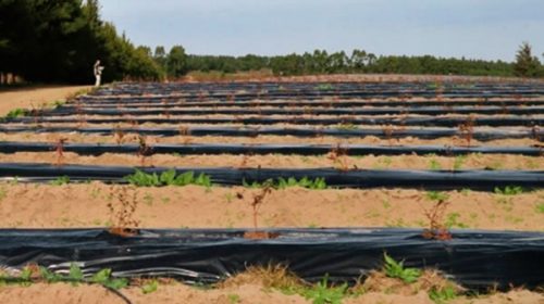 El granizo afectó parte de la producción de arándanos de Concordia