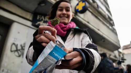 Los uruguayos quedan habilitados para comprar cannabis en farmacias