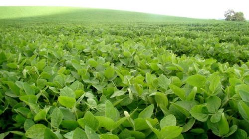 El campo pide al Gobierno bajar 5 puntos más las retenciones a la soja