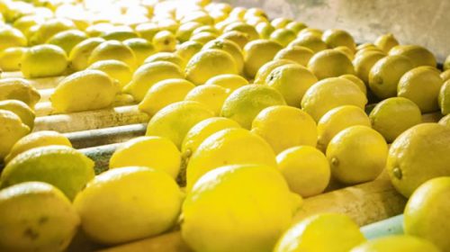 EEUU autorizó ingreso de limones argentinos de manera definitiva