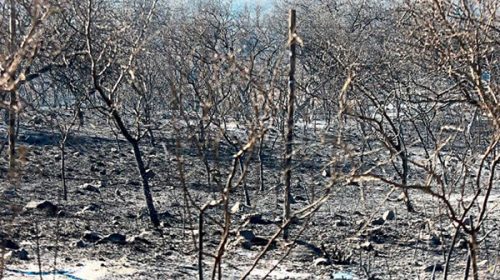 Se quemó parte del mayor pulmón verde de Gran Córdoba