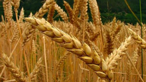 Peligra la producción de cereales ante la continuidad de las lluvias